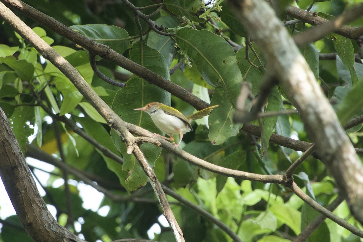 Rotstirn-Schneidervogel - ML613497679