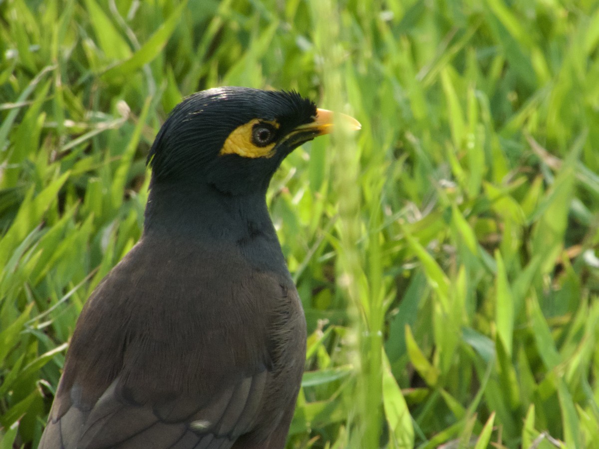 Common Myna - GARY DOUGLAS