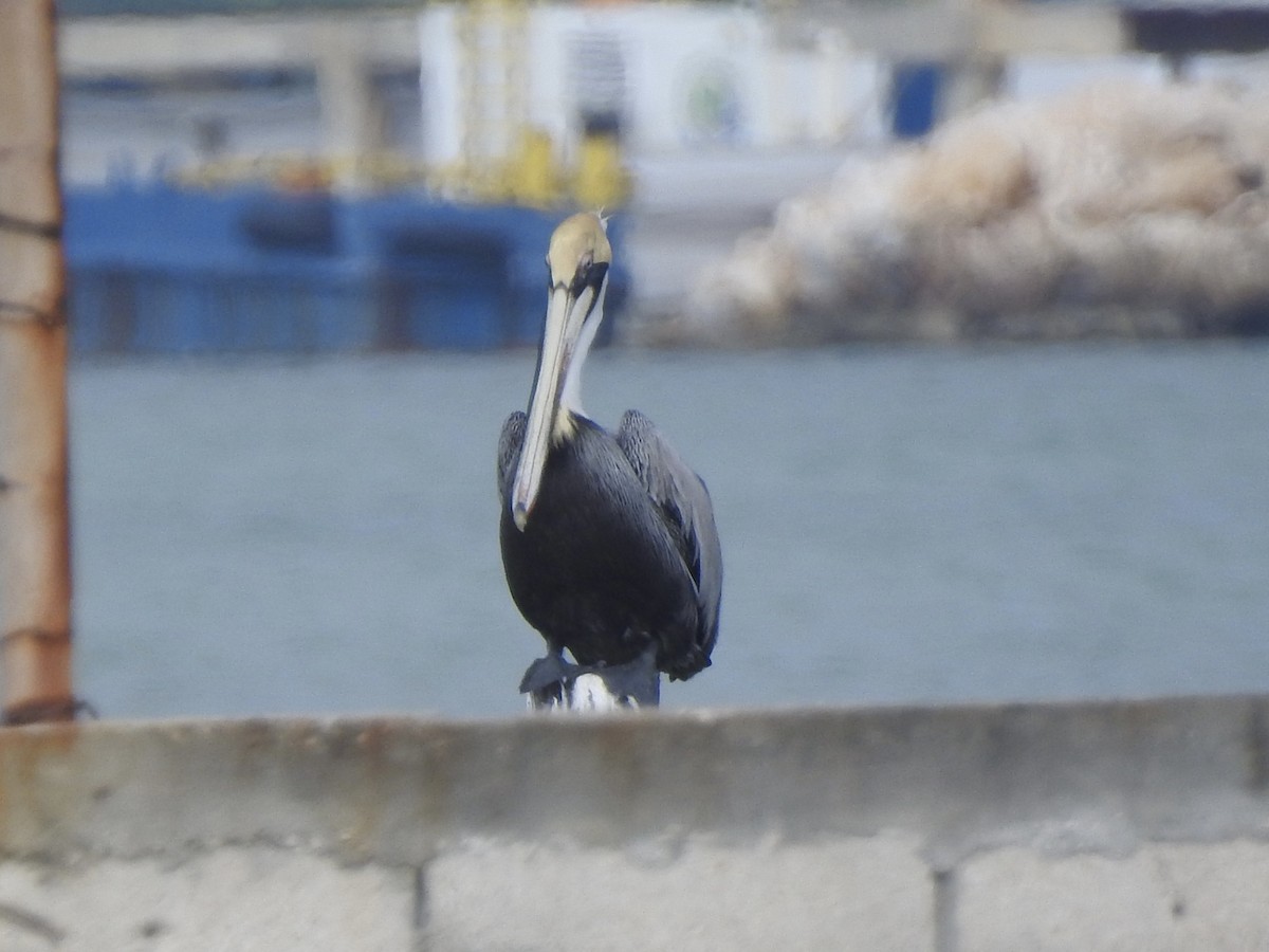 pelikán hnědý - ML613497767