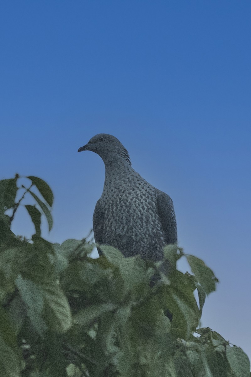 Pigeon de Hodgson - ML613497816