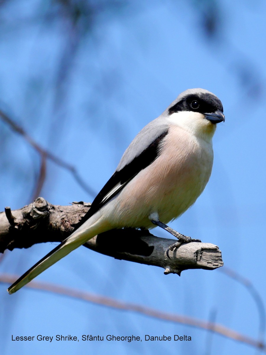 Lesser Gray Shrike - ML613497908