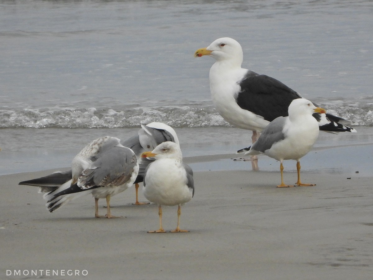 Great Black-backed Gull - ML613497979