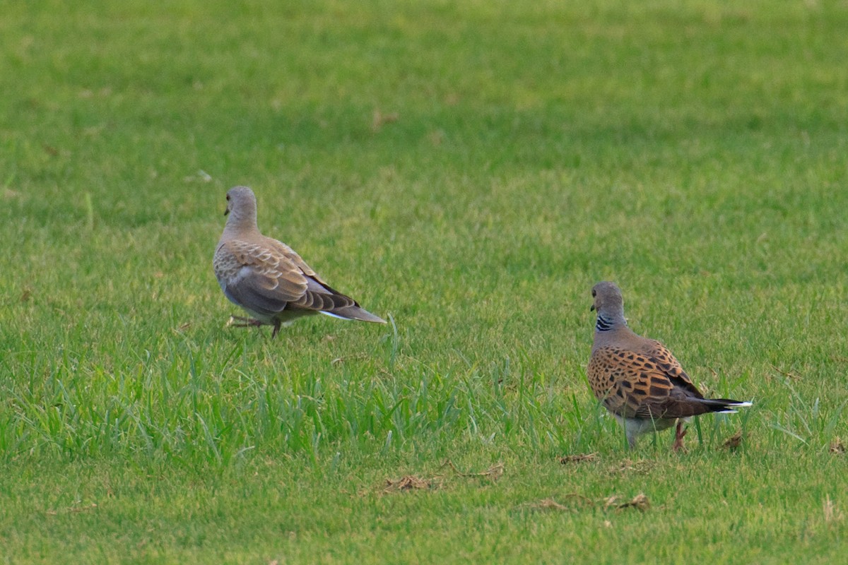 European Turtle-Dove - ML613498012