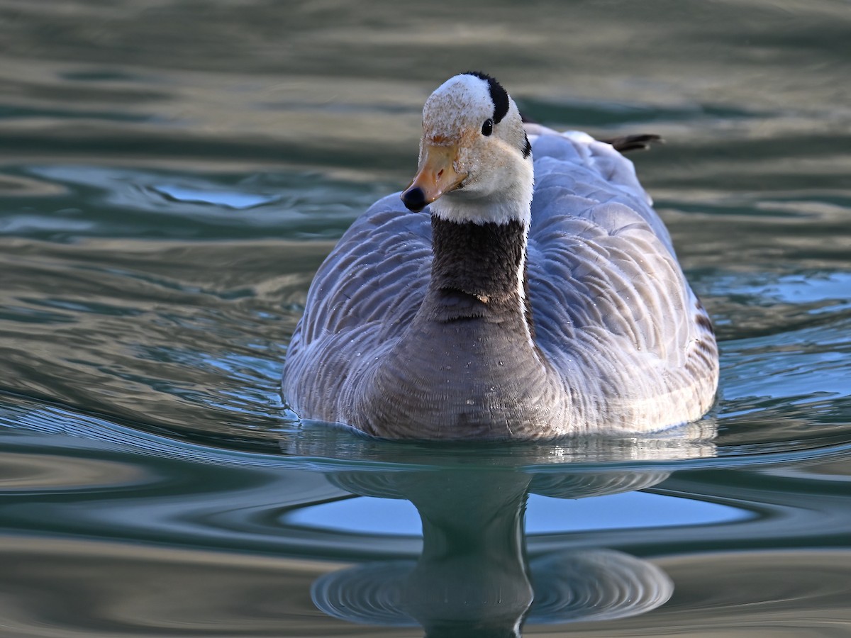 Bar-headed Goose - ML613498031