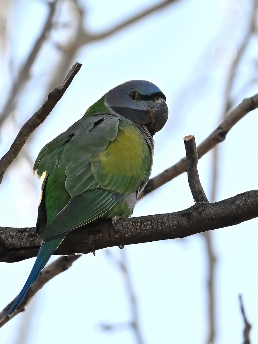 Derbyan Parakeet - ML613498045