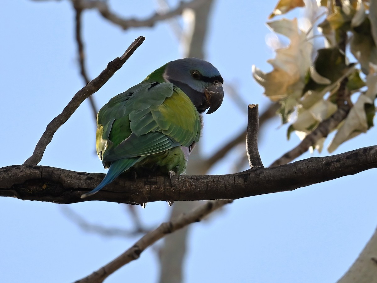 Derbyan Parakeet - ML613498046