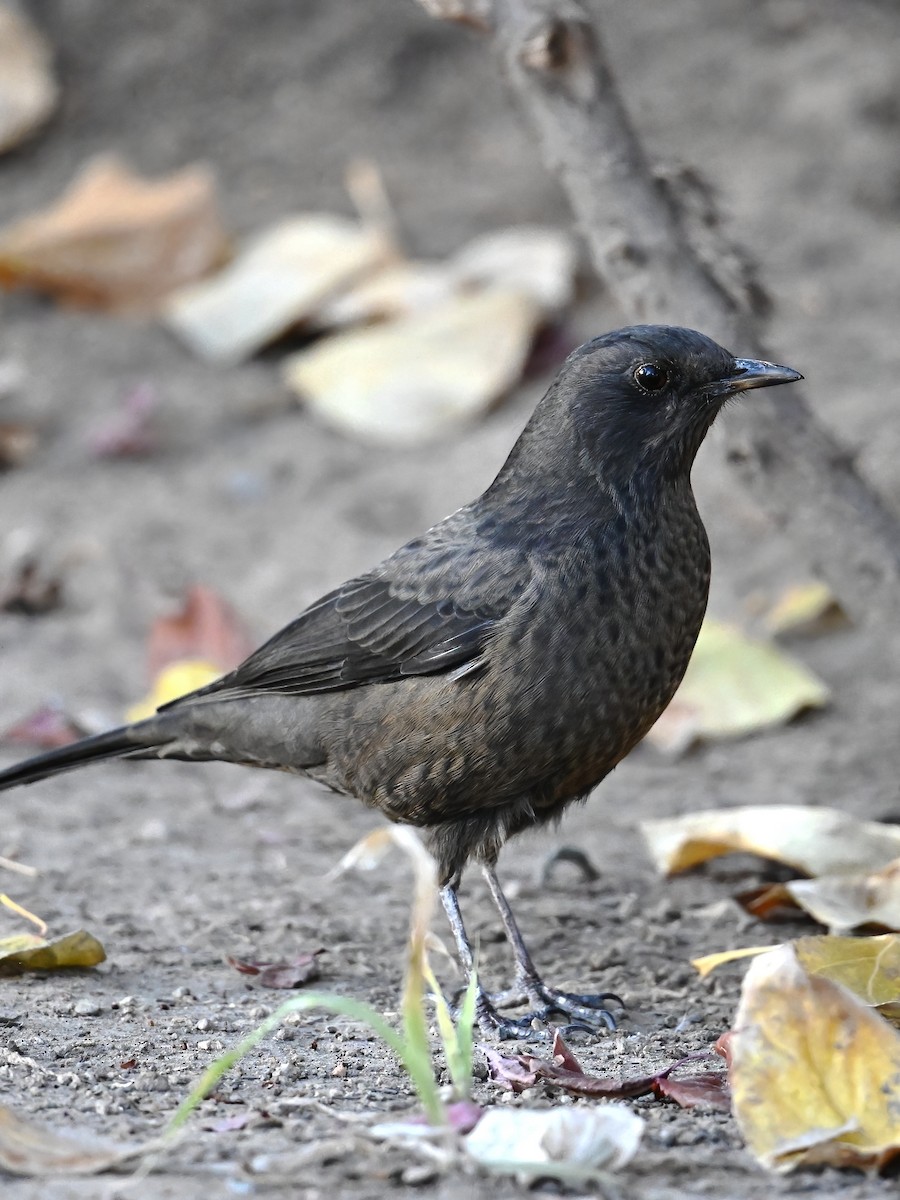 Tibetan Blackbird - ML613498054