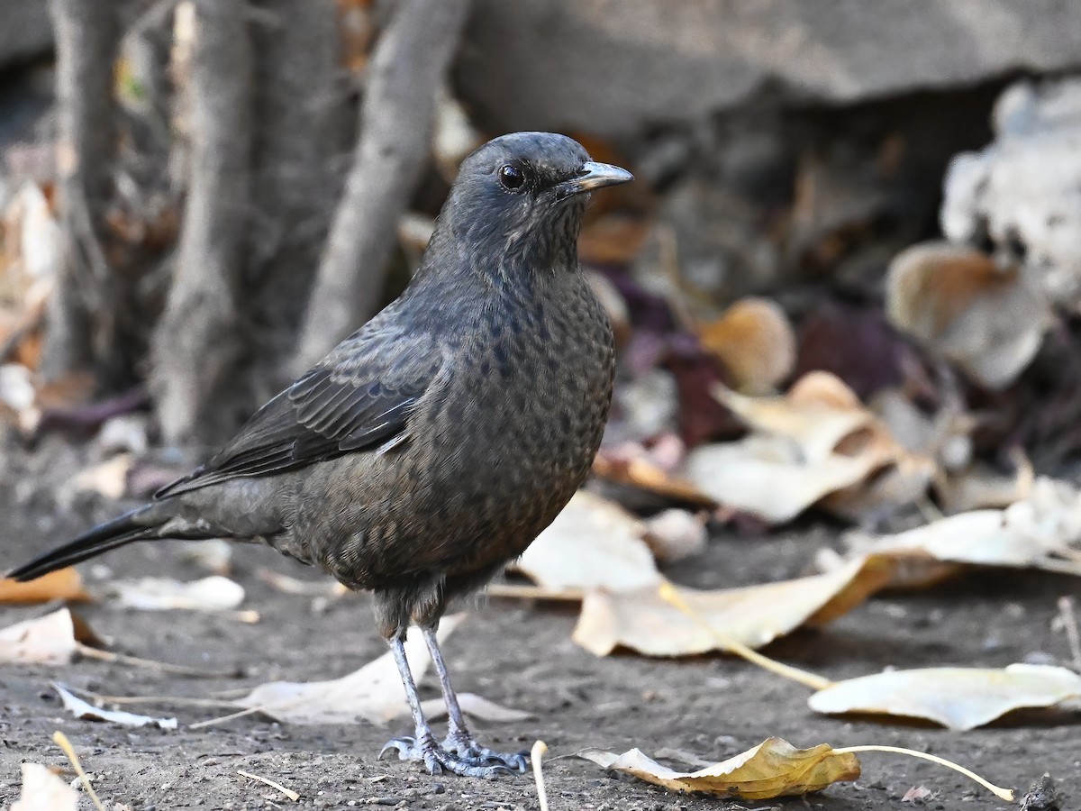 Tibetan Blackbird - ML613498055