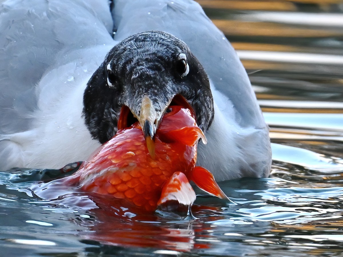 Pallas's Gull - ML613498072