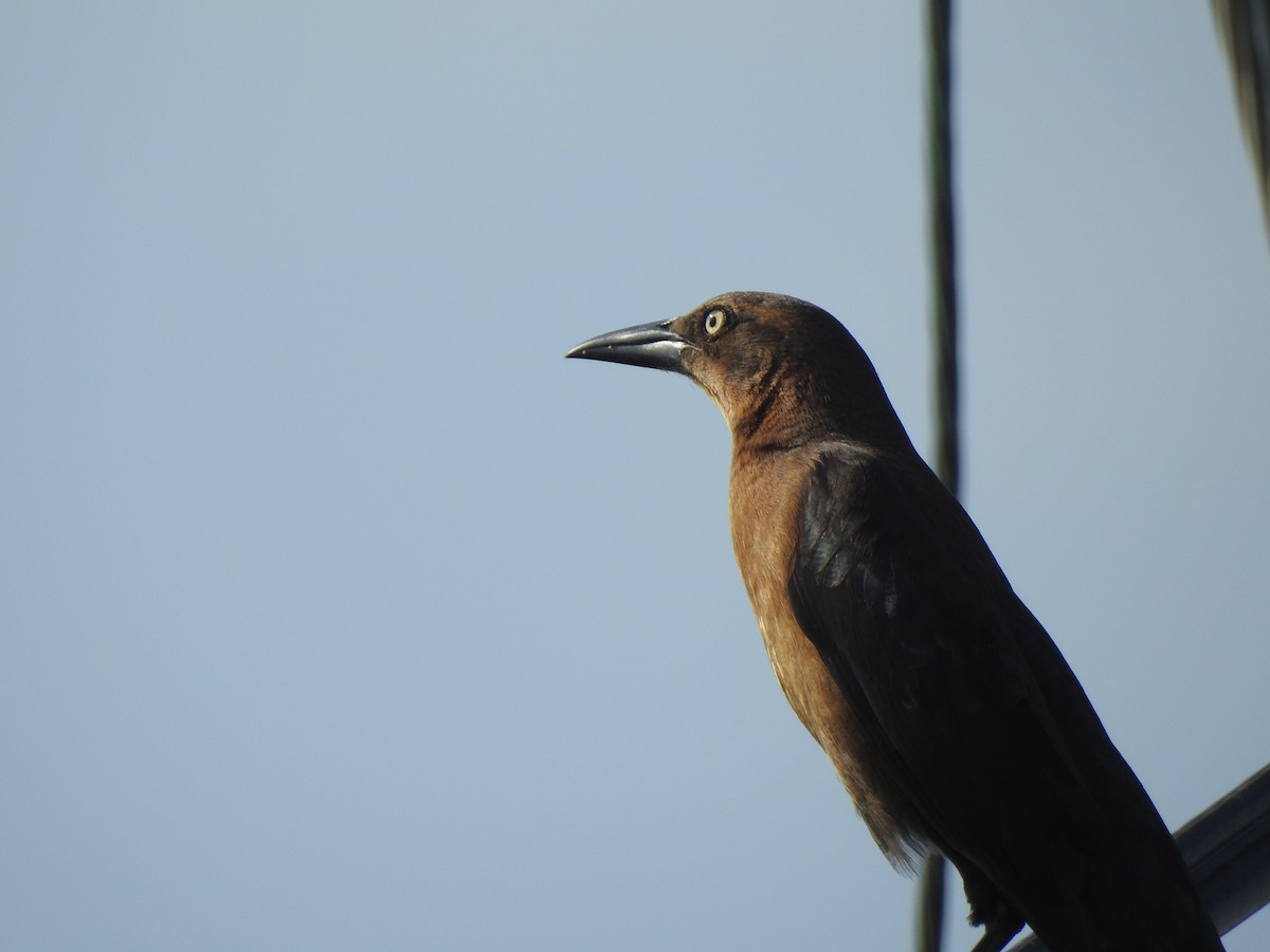 Great-tailed Grackle - Victoria Vosburg