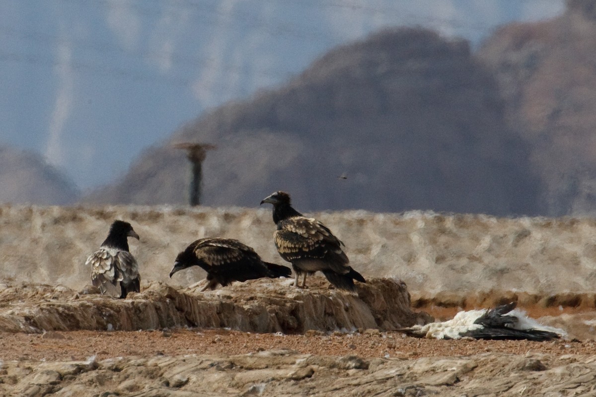 Egyptian Vulture - ML613498082