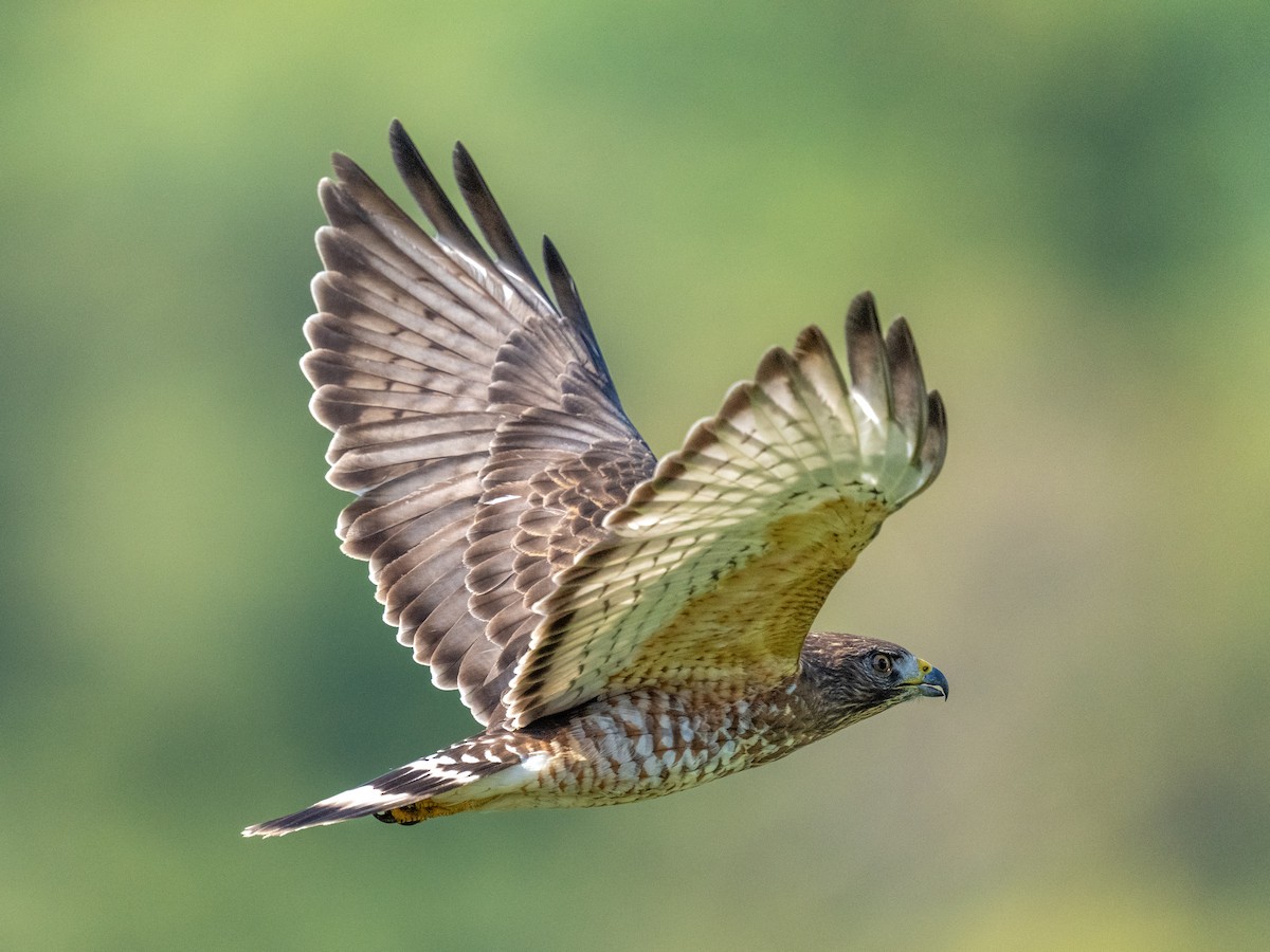 Broad-winged Hawk - Ken Nickerson