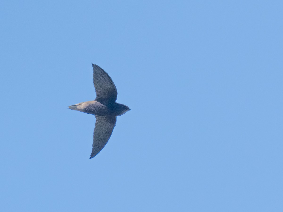 Short-tailed Swift - ML613498187