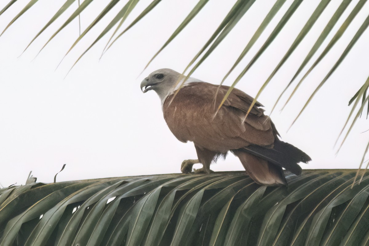 Brahminy Kite - ML613498197