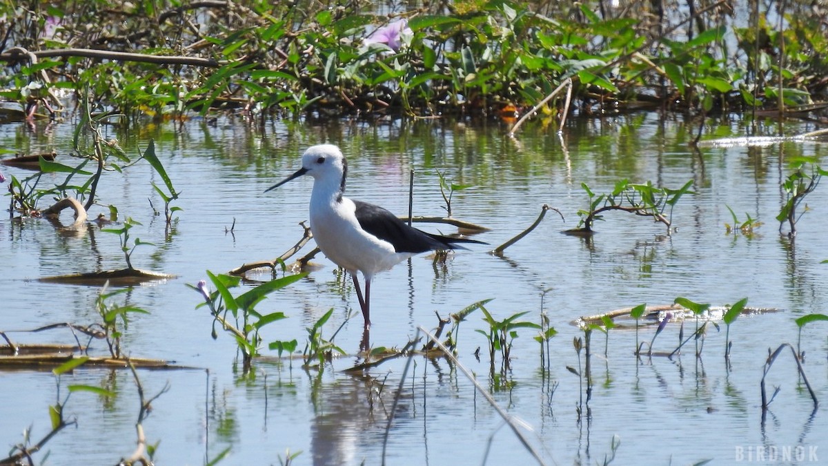 Black-winged Stilt - ML613498218