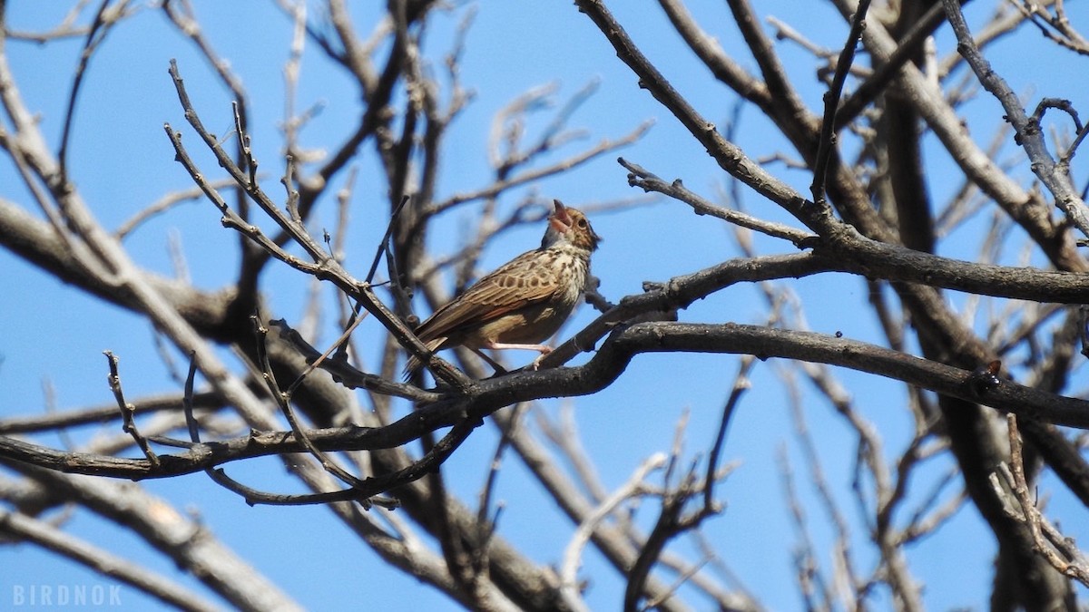 Indochinese Bushlark - ML613498228