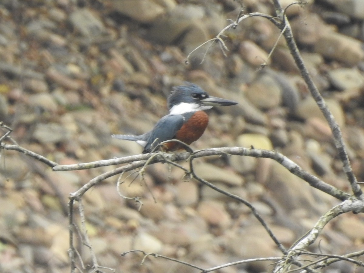 Ringed Kingfisher - ML613498229