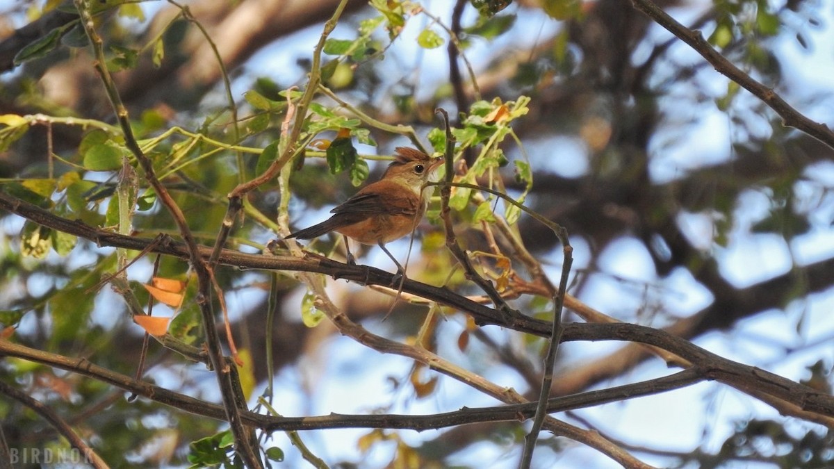 Radde's Warbler - ML613498241