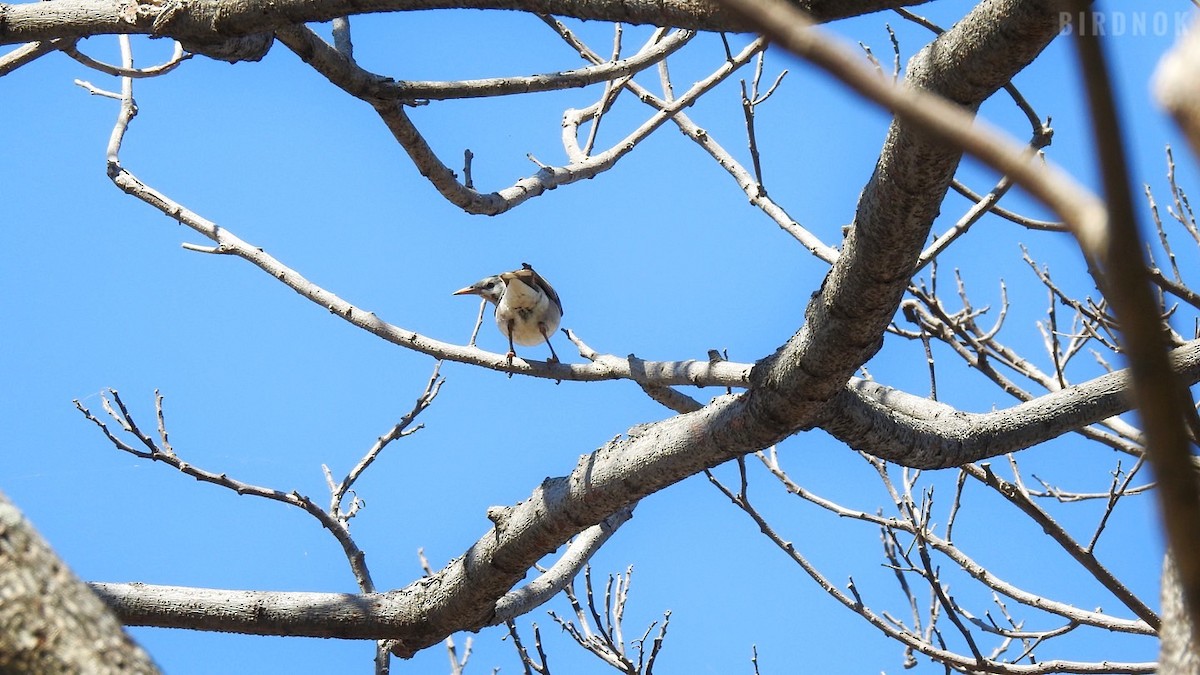 White-cheeked Starling - ML613498244