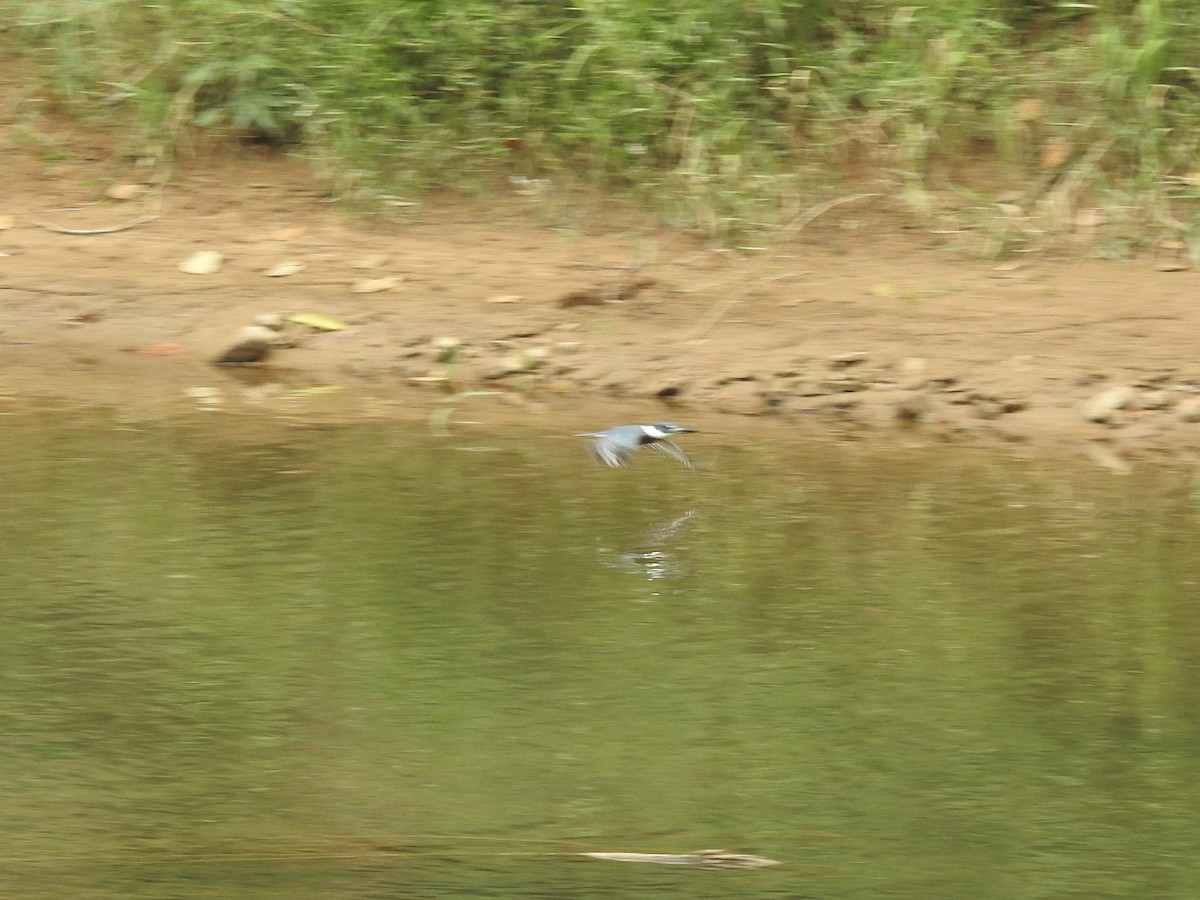 Ringed Kingfisher - ML613498247