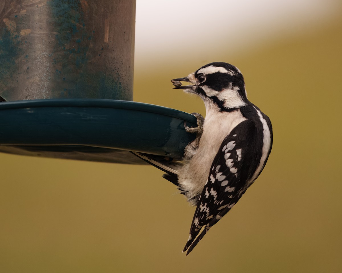 Downy Woodpecker - Susan Logan Ward