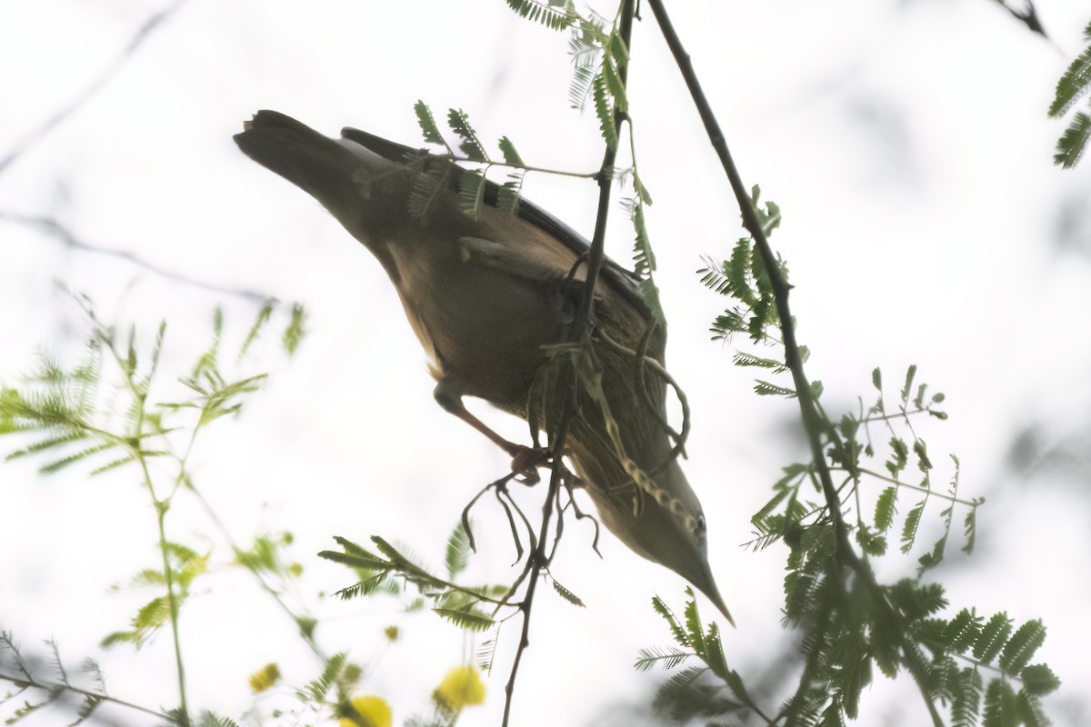 Chestnut-tailed Starling - ML613498268