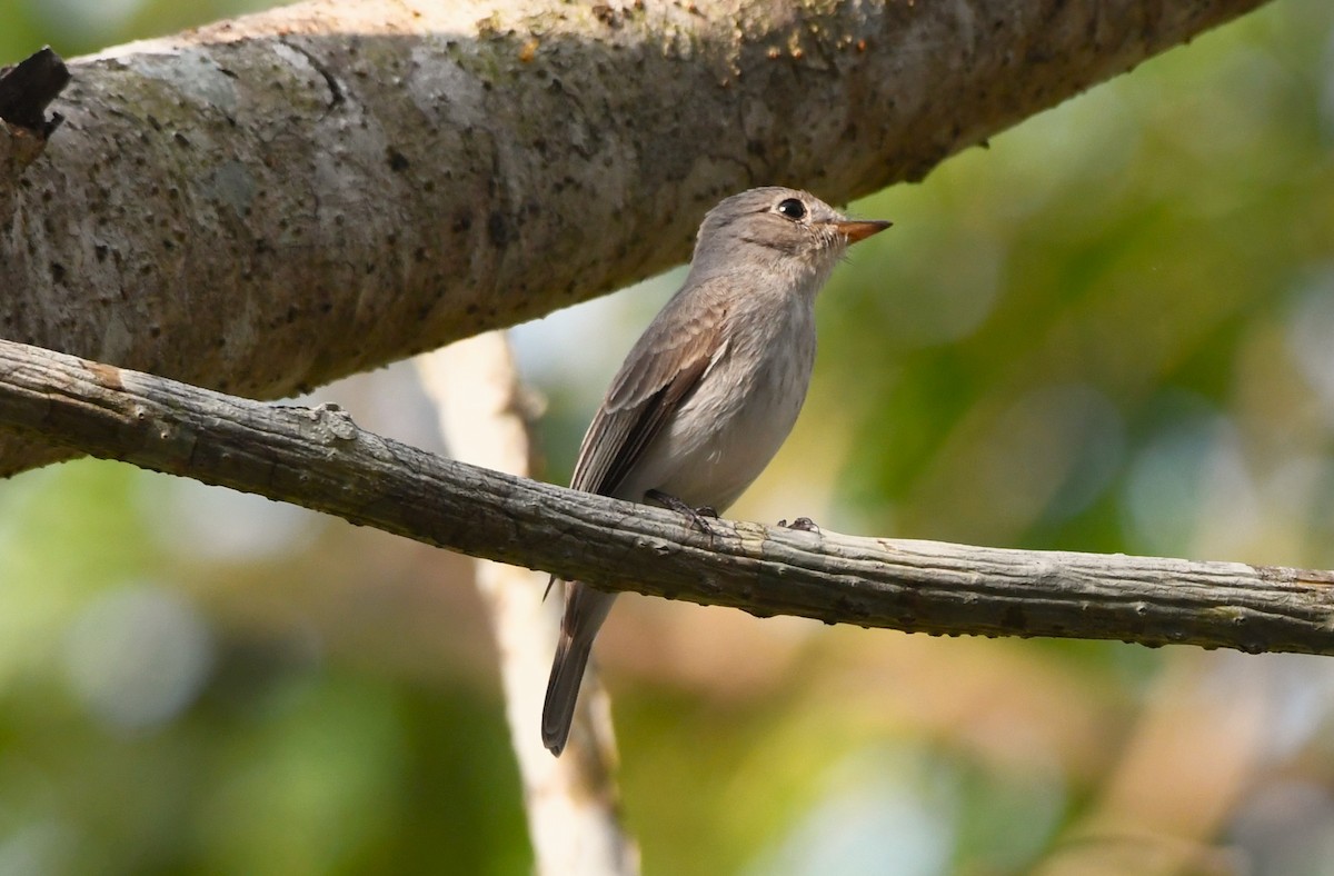 Asian Brown Flycatcher - ML613498324