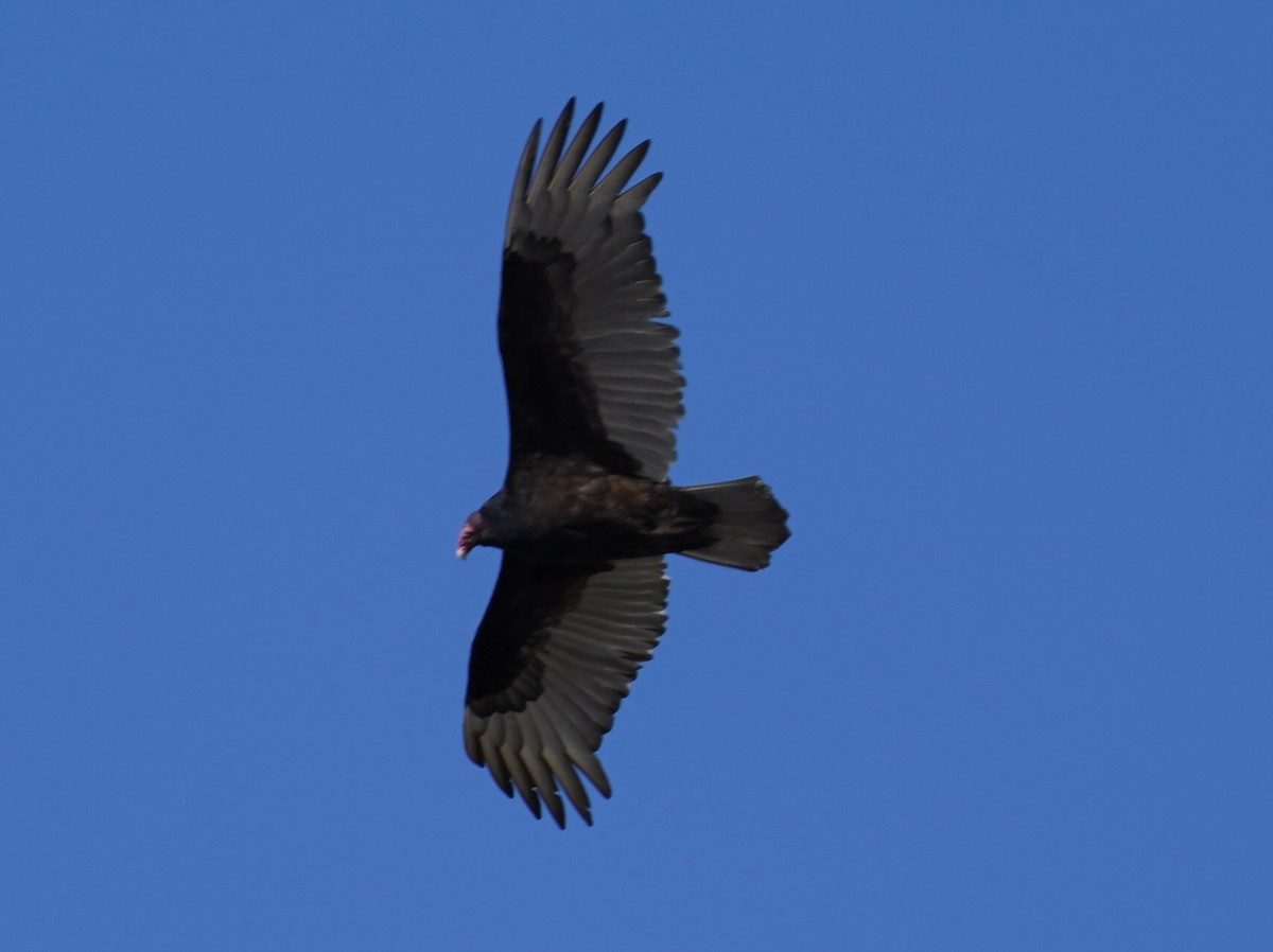 Turkey Vulture - ML613498325