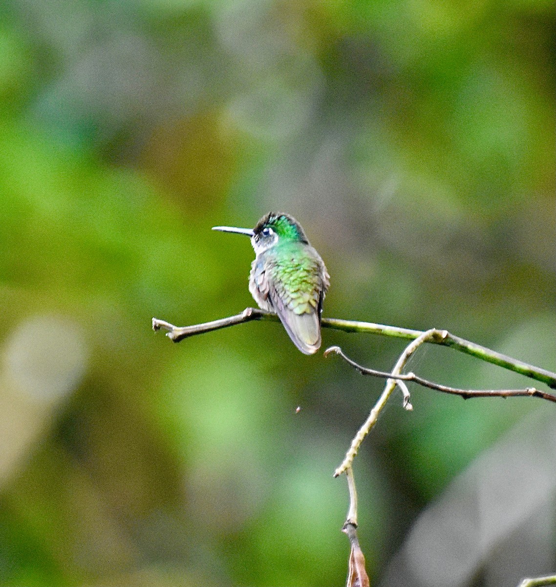 kolibřík vysočinný - ML613498334