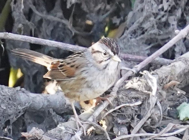 Swamp Sparrow - ML613498406