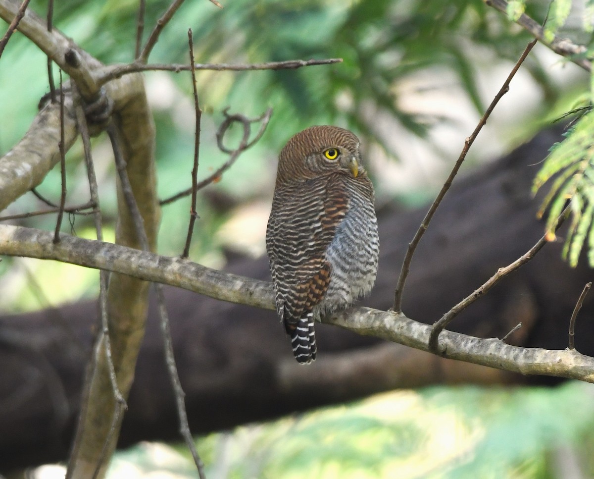 Jungle Owlet - mathew thekkethala