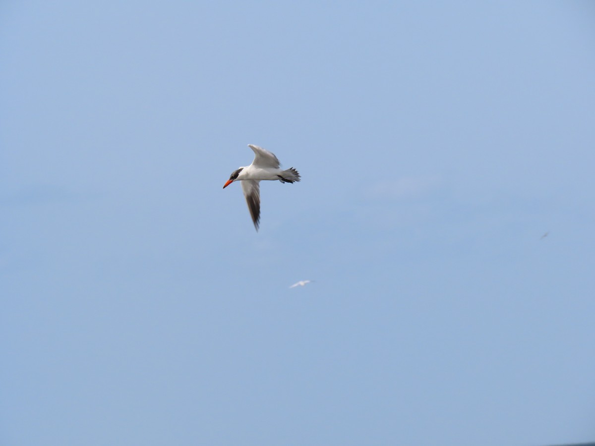 Caspian Tern - ML613498441