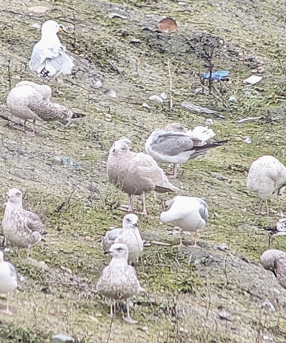 Glaucous Gull - Brendan Doe