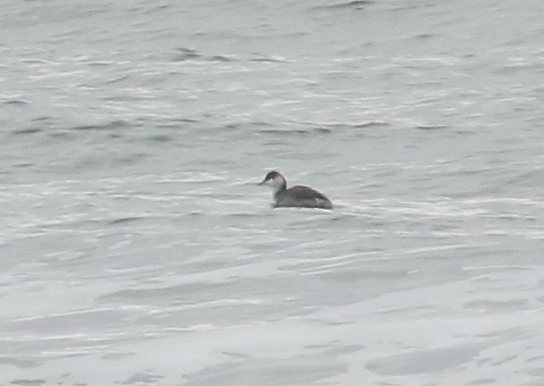 Horned Grebe - ML613498592