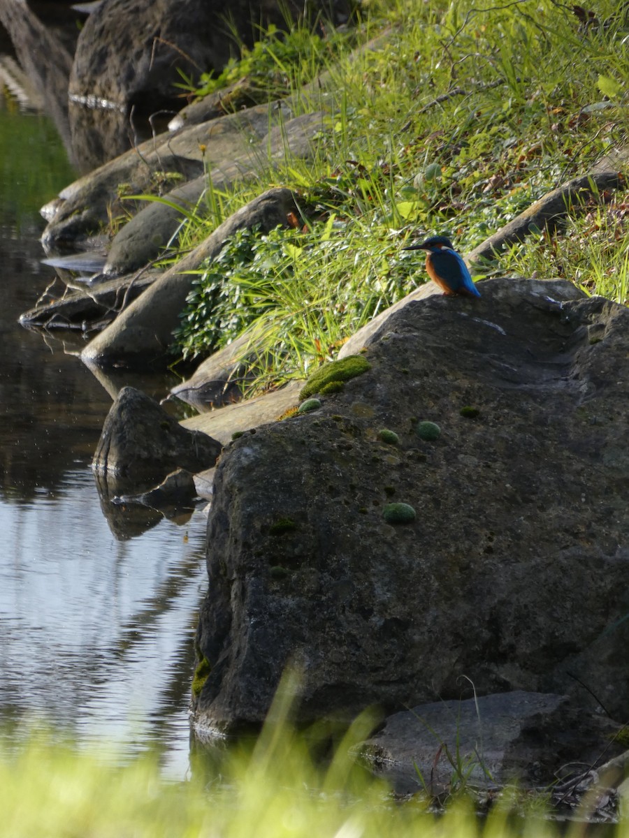 翠鳥 - ML613498594