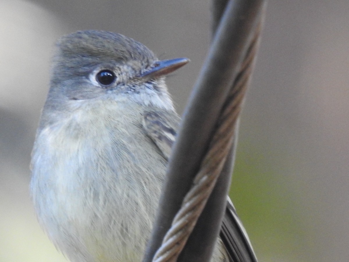 Hammond's Flycatcher - ML613498642