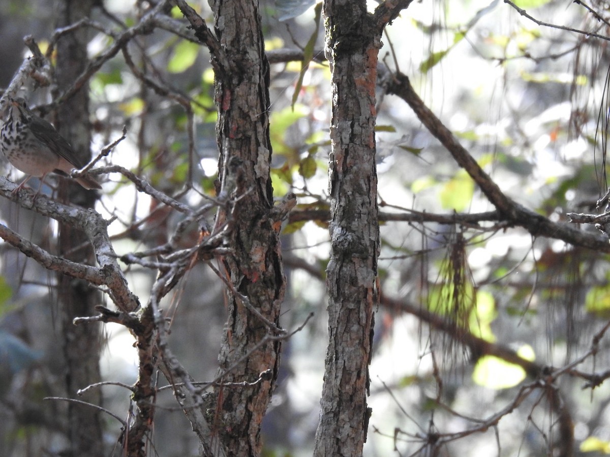 Hermit Thrush - ML613498654