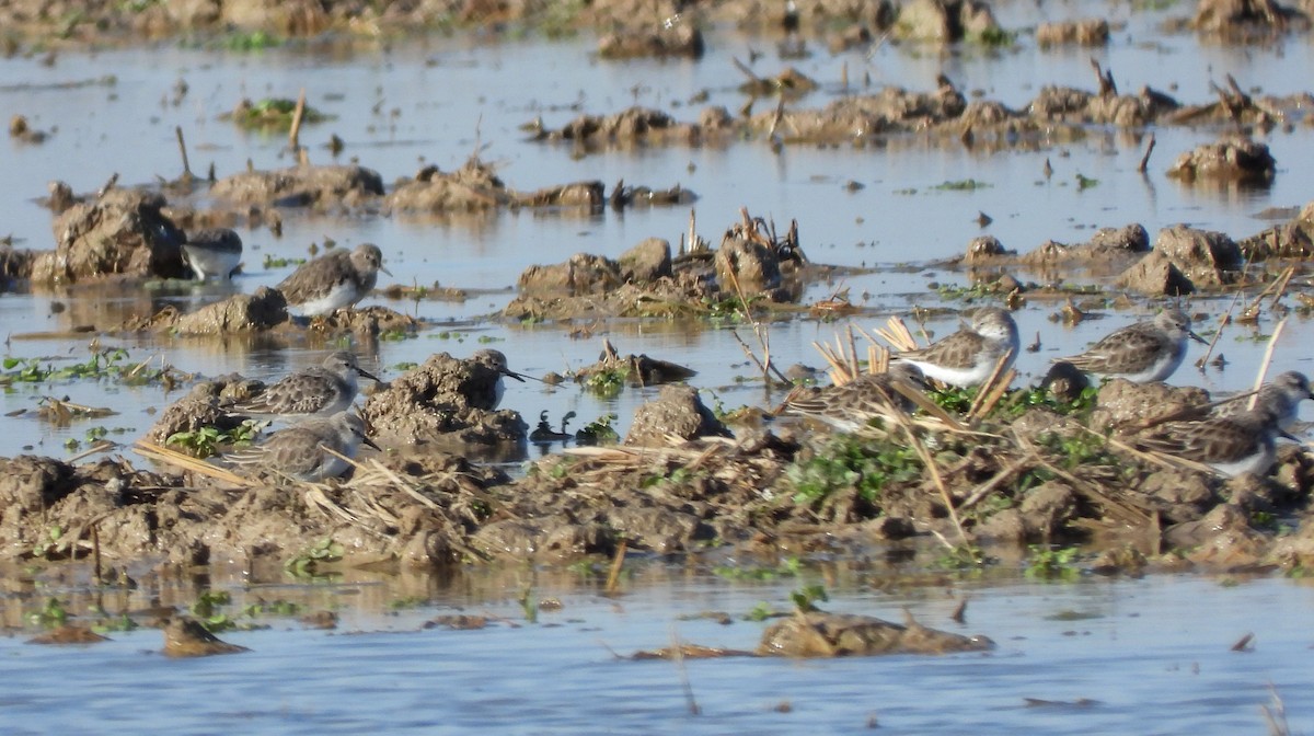 Temminck's Stint - ML613498674