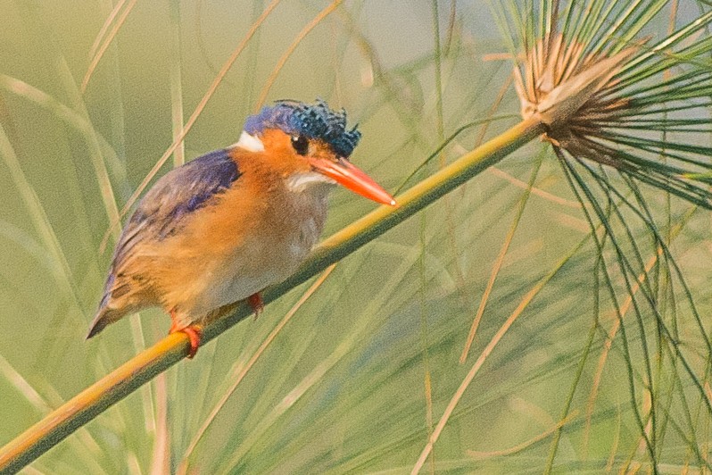 Malachite Kingfisher - ML613498689