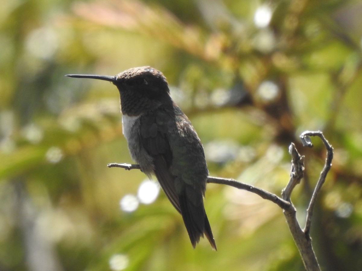 Ruby-throated Hummingbird - ML613498690