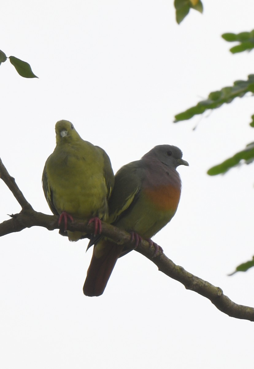 Pink-necked Green-Pigeon - norman wu