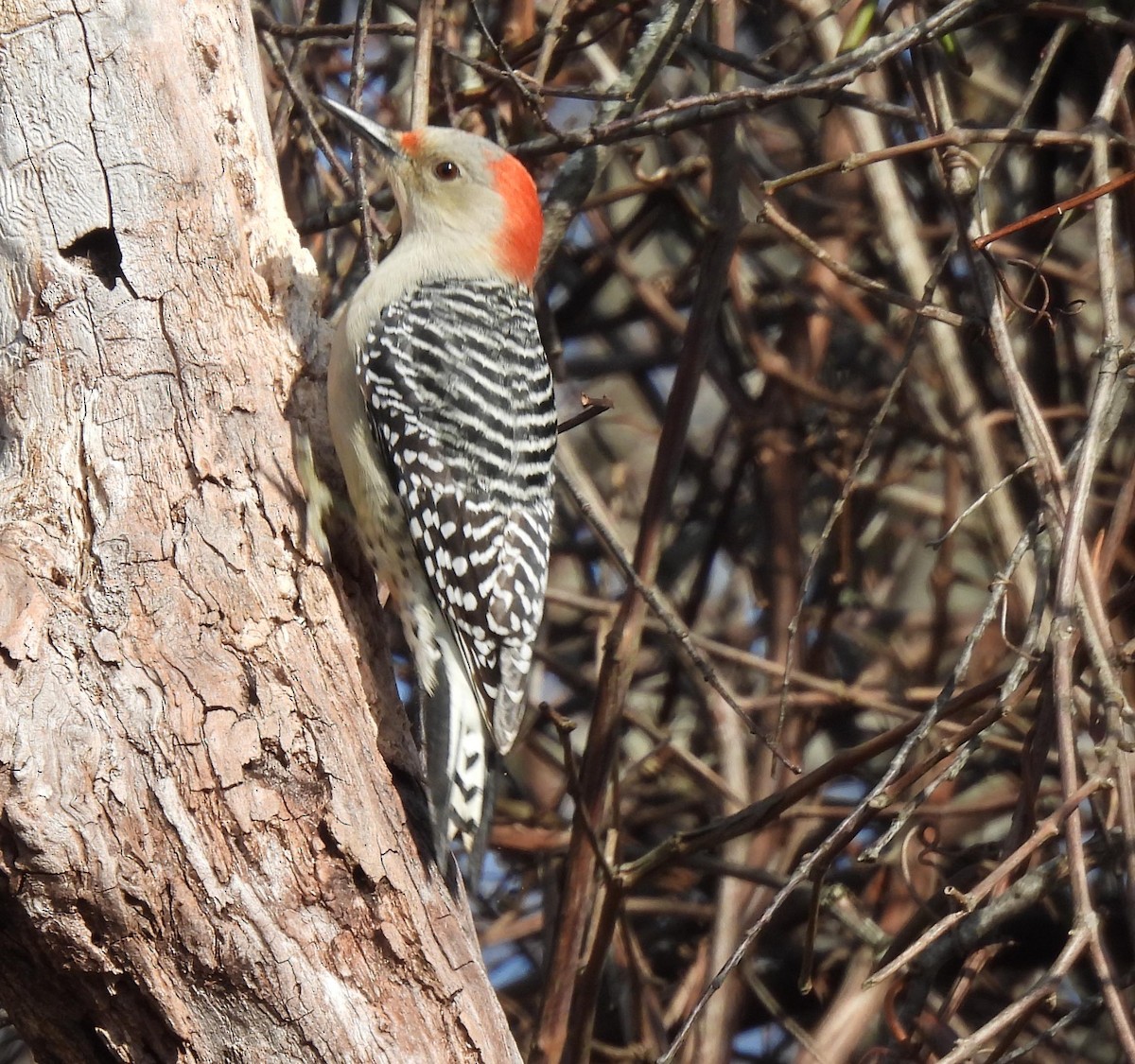 Red-bellied Woodpecker - Jerilyn Duefrene