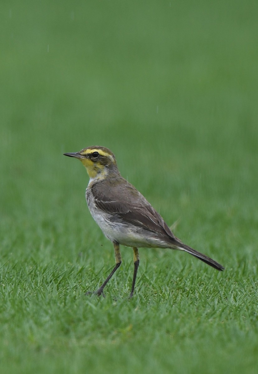 Eastern Yellow Wagtail - norman wu