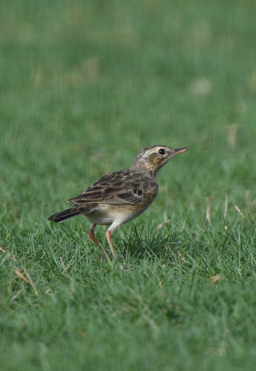 Paddyfield Pipit - norman wu