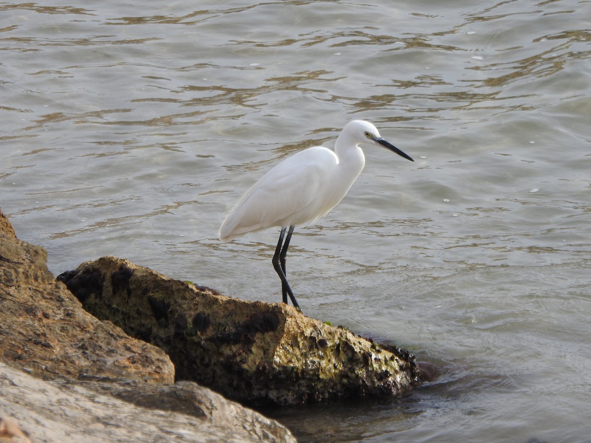 Little Egret - ML613498859