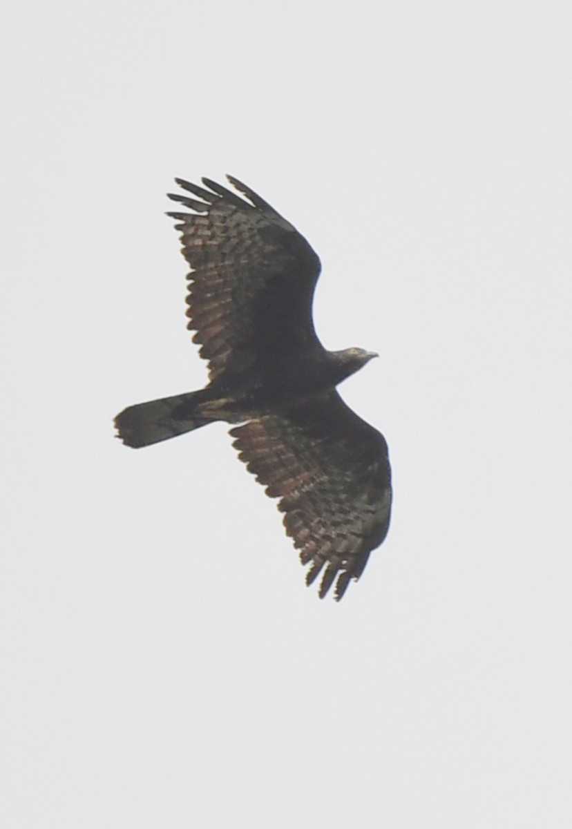 Oriental Honey-buzzard - norman wu