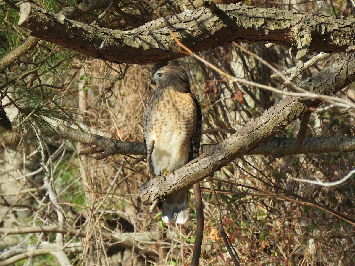 Red-shouldered Hawk - MARGUERITE LONG