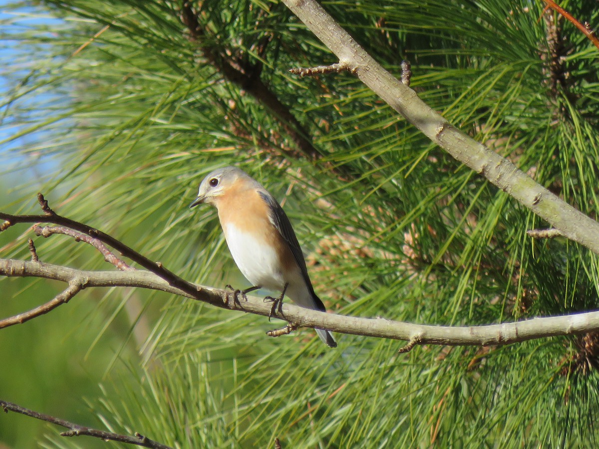 Eastern Bluebird - ML613498883