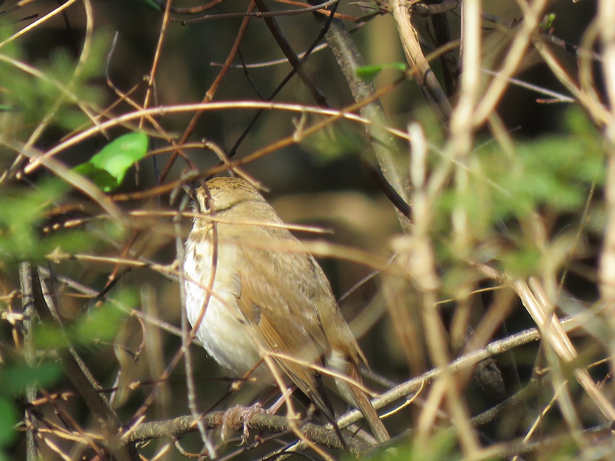 Hermit Thrush - MARGUERITE LONG