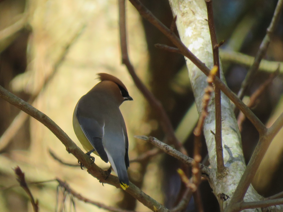 Cedar Waxwing - ML613498914